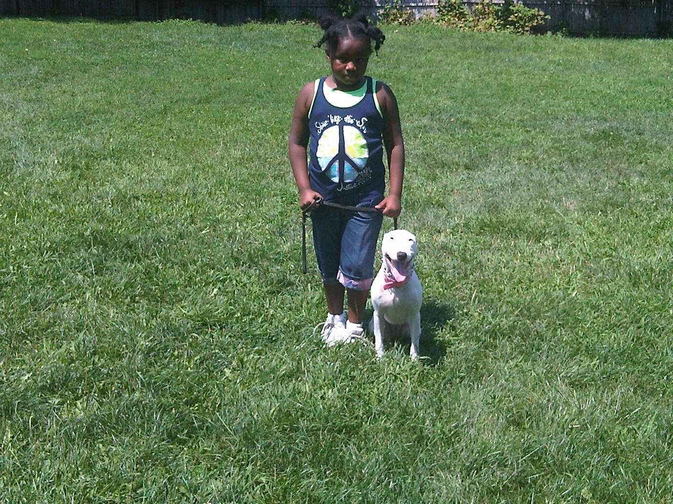 Dani doing basic obedience with a bull terrier