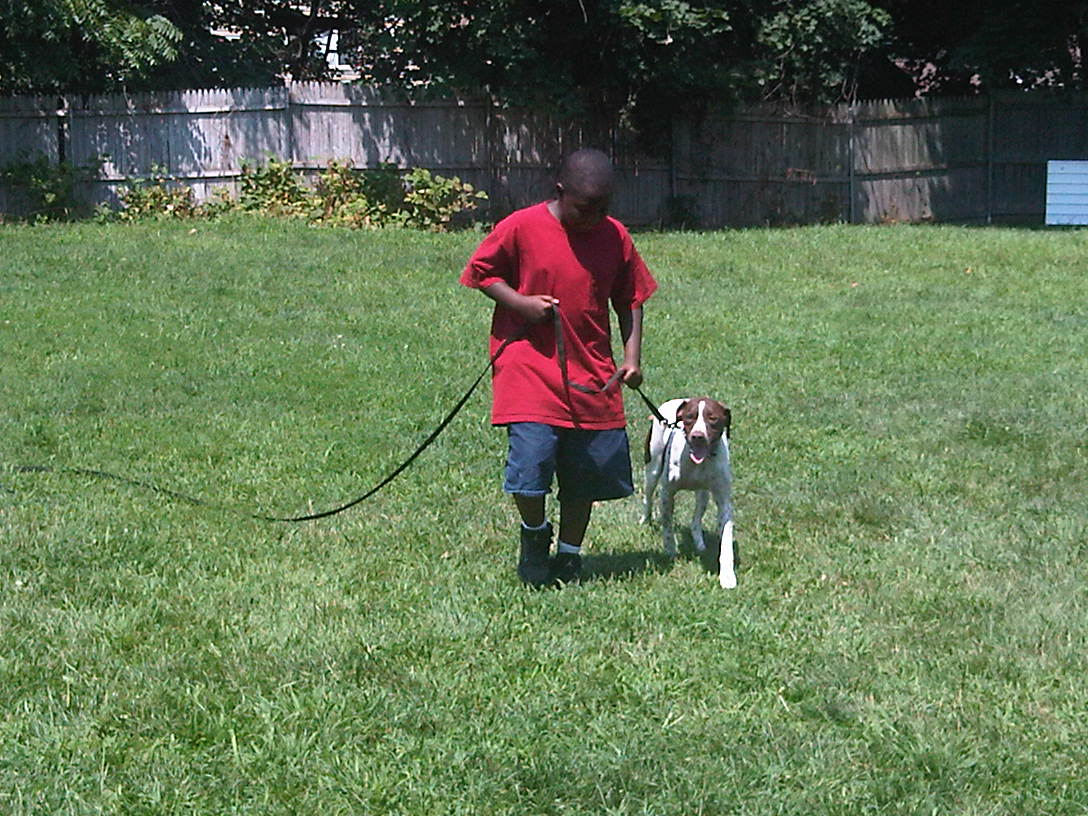 Devin doing basic heeling with a german short hair