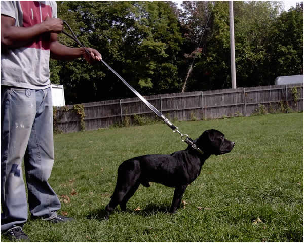 Hundo Staffy Bull U.K. Import