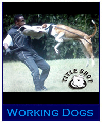 Working Dogs