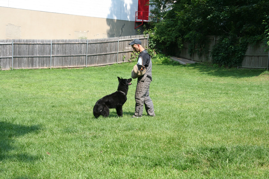 BROCK (GSD) PEFORMING A HOLD & BARK